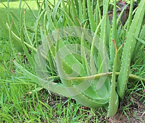 Aloe vera is tropical green plants tolerate hot weather photo