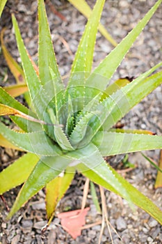 Aloe vera is tropical green plants tolerate hot weather. A close up of green leaves, aloe vera.