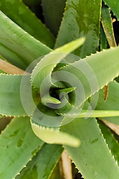 Aloe vera is tropical green plants tolerate hot weather. A close up of green leaves, aloe vera.