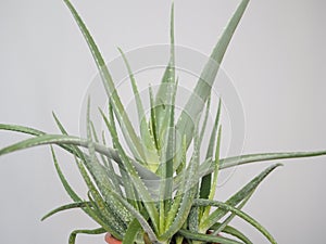 Aloe vera is a tropical plant that tolerates hot weather. Used as a useful herbal remedy. Home plant