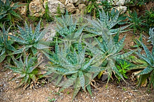 Aloe vera tropical plants growing in botanical garden
