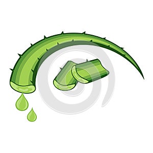 Aloe vera vector illustration