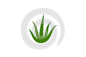 Aloe vera vector illustration design