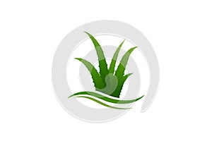 Aloe vera vector illustration design