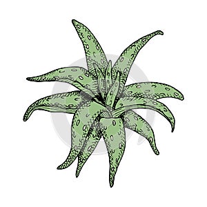 Aloe vera vector illustration. Hand drawn green graphic plant with black contour isolated on white background. Vintage