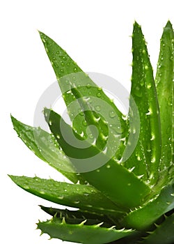 Aloe Vera with water drops photo