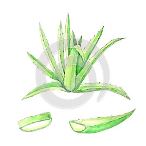Aloe vera watercolor hand painted illustration
