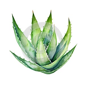 Aloe Vera Watercolor illustration. Hand drawn underwater element design. Artistic marine design element. Illustration