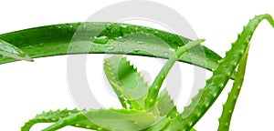 Aloe Vera on the windowsill at the window drops of water medicinal and cosmetic plant isolated white background