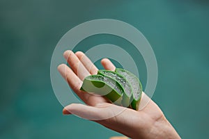 Aloe Vera. Woman Hand Holding Leaf Of Aloe Vera Plant