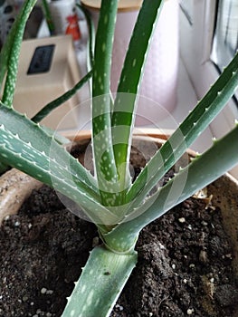 Aloe vera in yakutsk appartments, russia