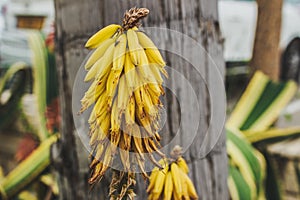 Aloe vera yellow flowers growing on the street.