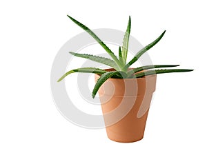 Aloe vera young succulent plant in clay pot isolated on white background