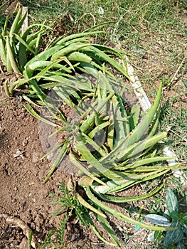 Aloe vers is stemless or very short stemmed