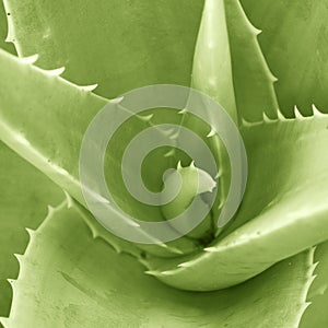 Aloe Verta Detail