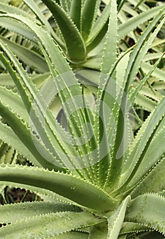 Aloe with water droplets