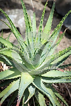 Aloe x spinosissima. Spider Aloe beautiful plant