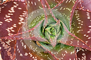Aloeaceae, Aloe Saponaria, South African plant