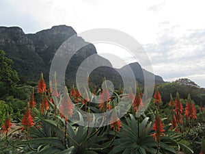 Aloes in Bloom