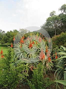 Aloes in Bloom Kirstenbosch