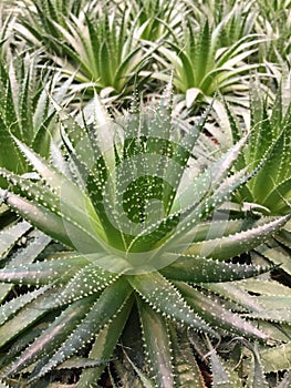 Aloes field background