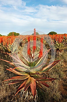 Aloes photo