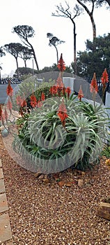 Aloes in full bloom