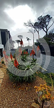 Aloes in full bloom