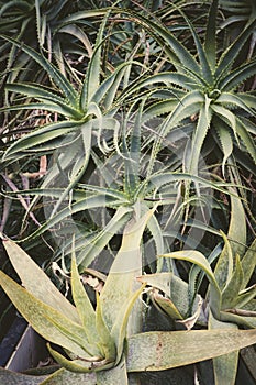 Aloes in a garden. Big aloes plant.