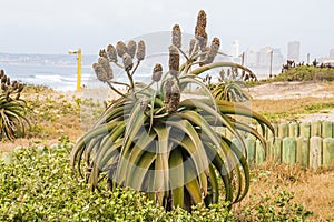 Aloes Growing on Dunes as Part of Rehabilitaiton on Duban Beachfront