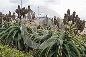 Aloes Growing on Dunes as Part of Rehabilitaiton on Duban Beachfront