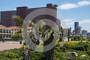 Aloes Growing on Dunes at Durban Beachfront