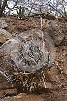 Aloes growing in a rocky bank #2