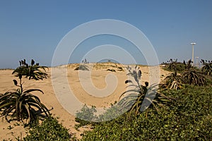 Aloes Growing on Sand Dunes as Rehabilitation on Durban Beachfrong