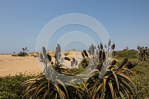 Aloes Growing on Sand Dunes as Rehabilitation on Durban Beachfrong