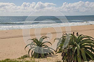 Aloes Growning on the Sand Dunes at Pristine Beach