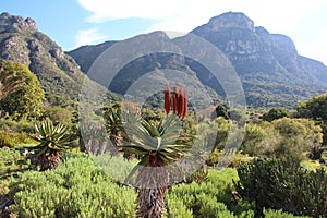 Aloes with Mountain backdrop