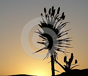 Aloe silhouette