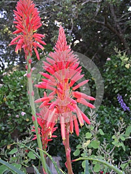 Aloes in Winter 2