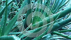 aloevera& x27;s growing of many benefits and their efforts,