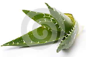 Aloevera on the table