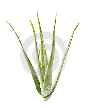 Aloevera on white background