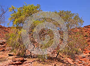 Aloidendron dichotomum, formerly Aloe dichotoma