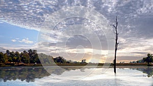 Alone abstract concept, dead tree in the middle of lake