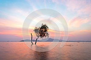 Alone alive tree is in the flood water of lake at sunset scenery in reservoirs, photo
