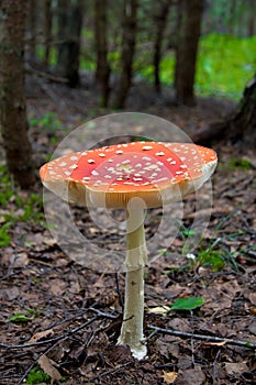 Alone AMANITA MUSCARIA