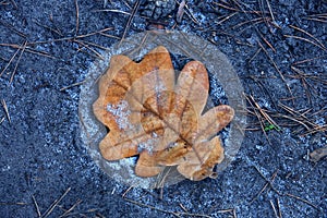 Alone autumn oak leaf on ground