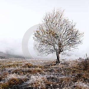 Alone autumn tree
