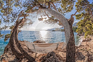 Alone bench with pine trees in Croatia against sunset in Brela, Dalmatia, Croatia