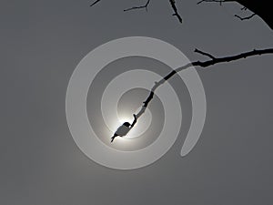 Alone black bird on tree. sun in background